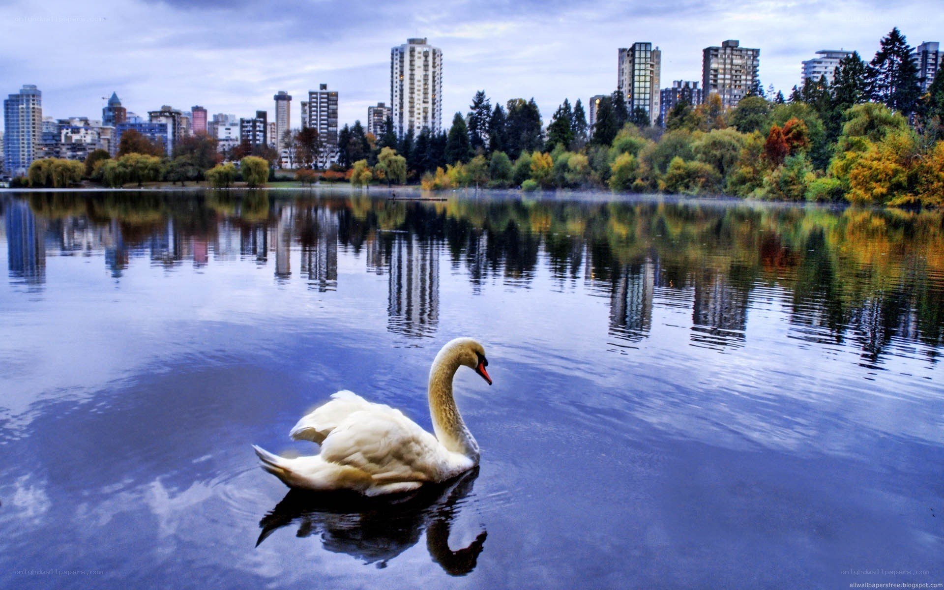 Swan on a city lake