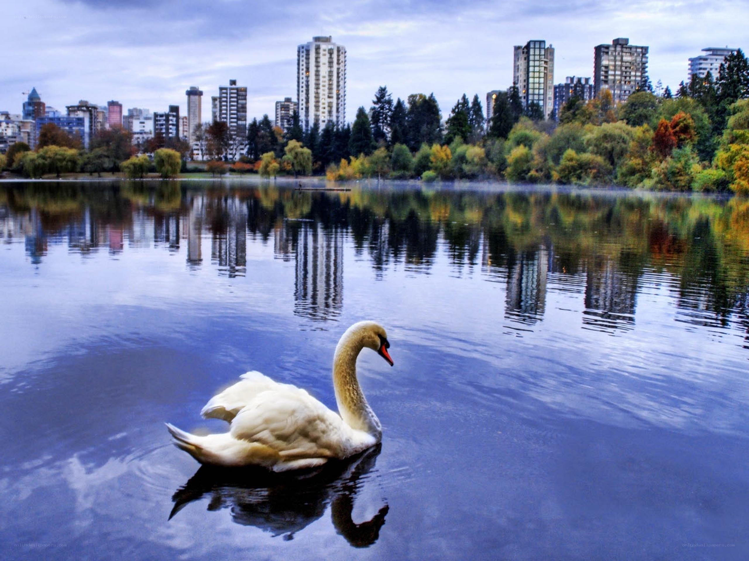 Swan on a city lake