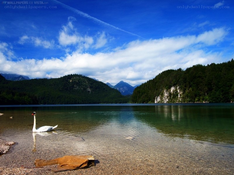 Swan on a clear lake