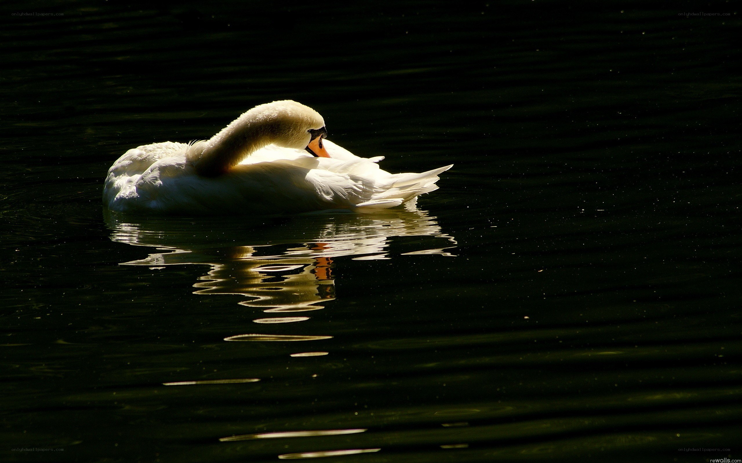 Swan on a dark lake