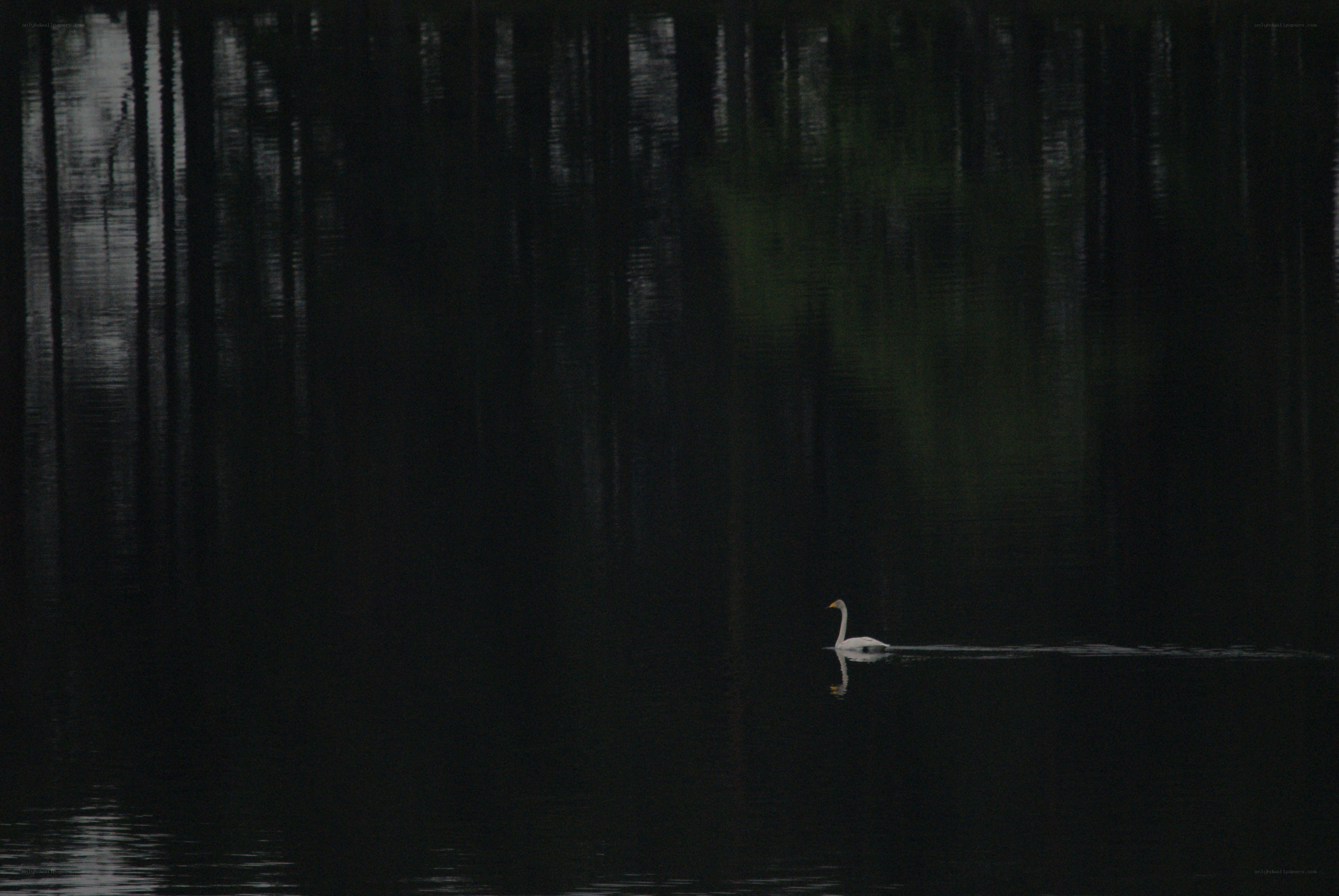 Swan on a dark lake