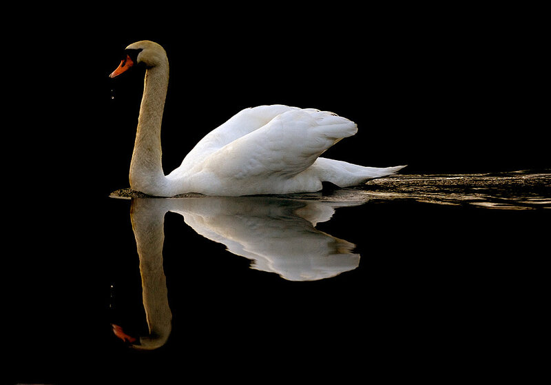 Swan on a dark lake
