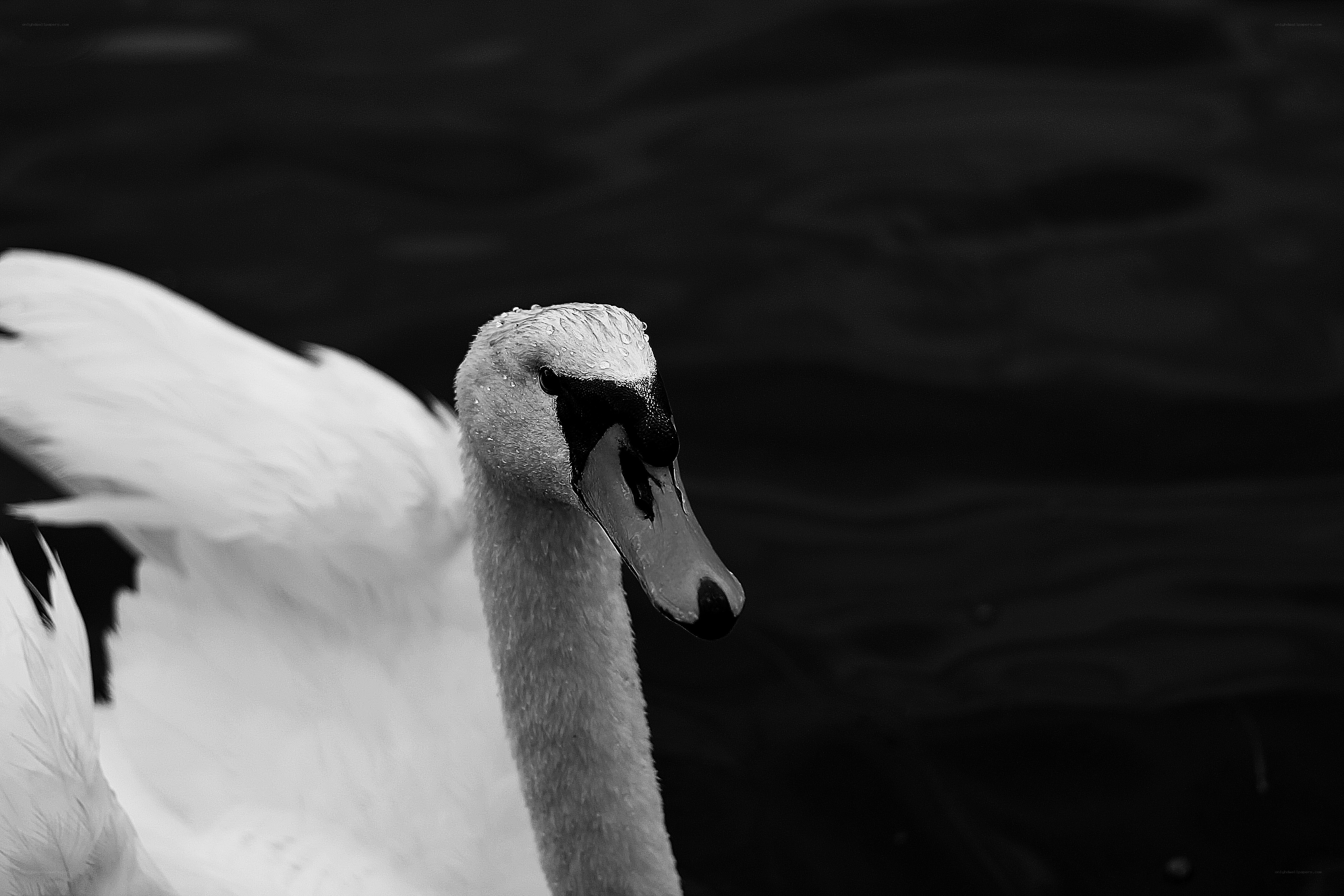 Swan on a dark lake