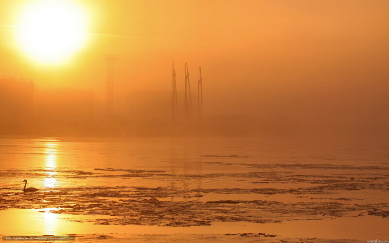 Swan on a foggy river at sunrise