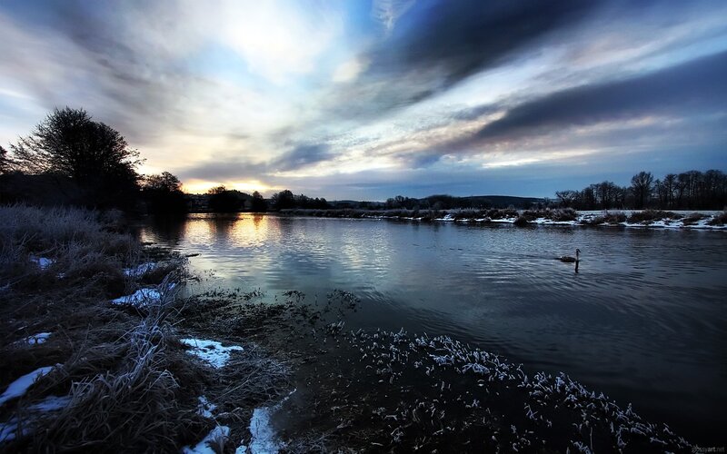 Swan on a frosty river at dawn