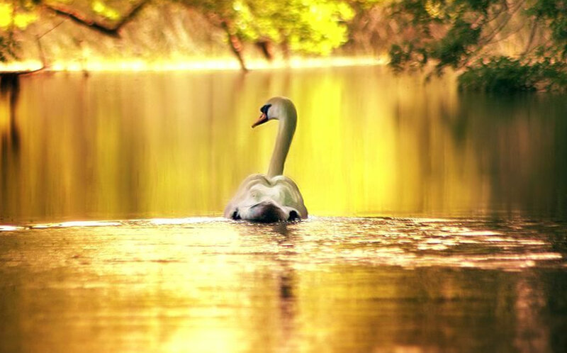 Swan on a golden lake