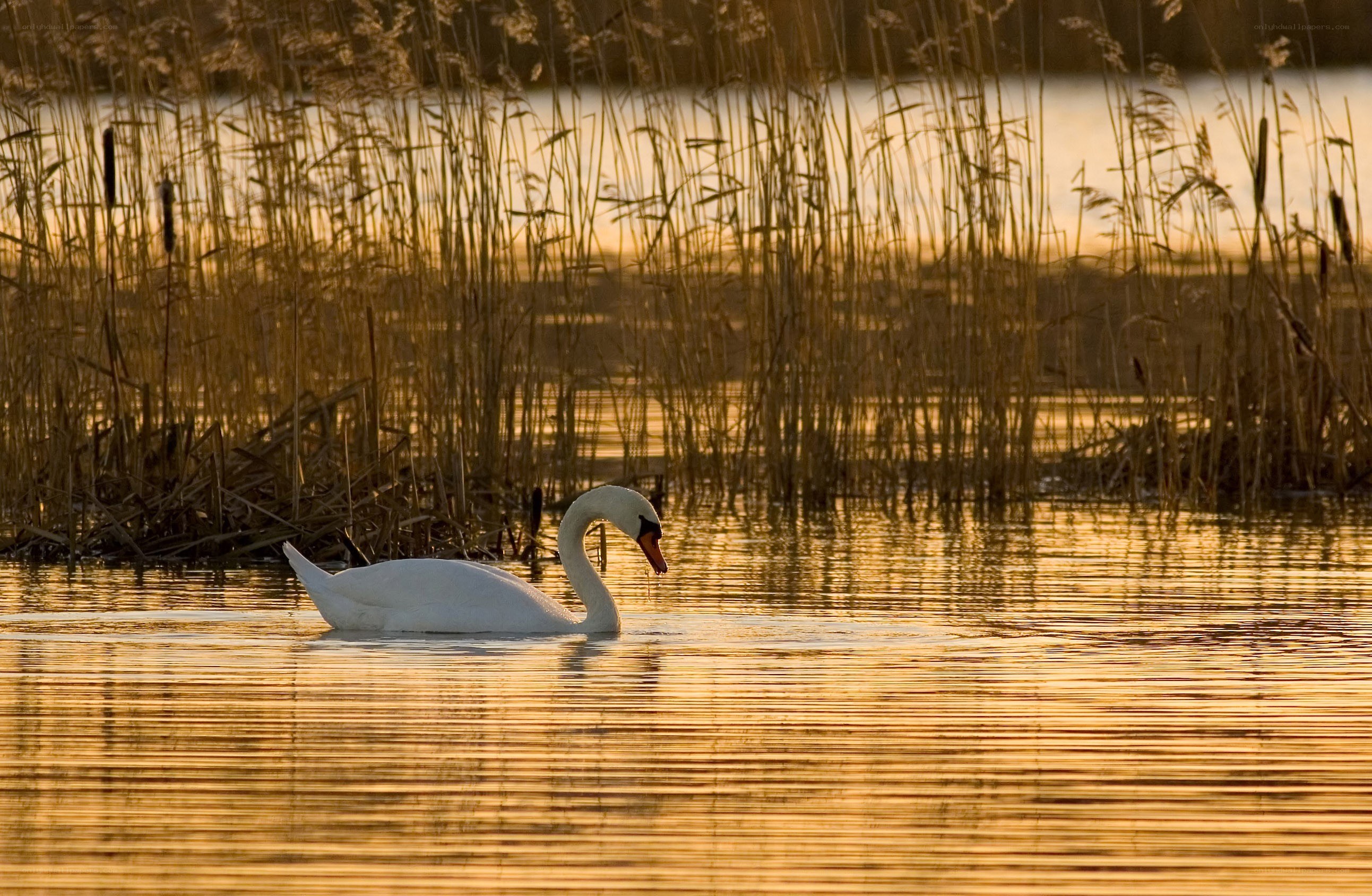 Swan on a golden lake