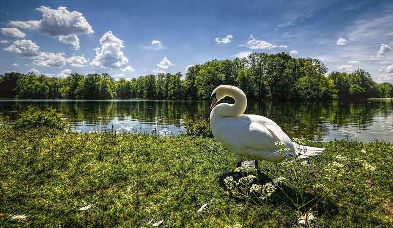 Swan on a grassy bank