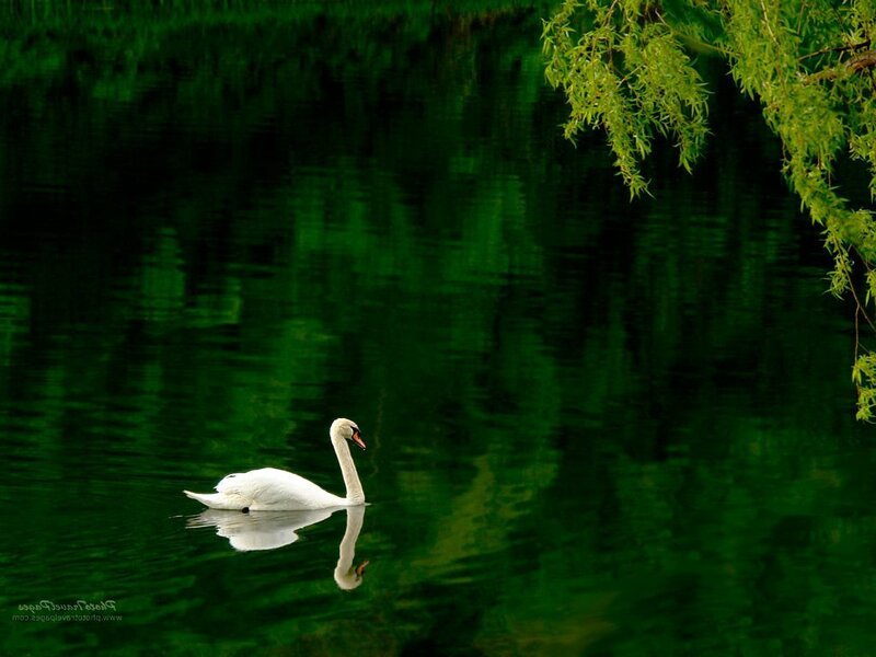 Swan on a green pond