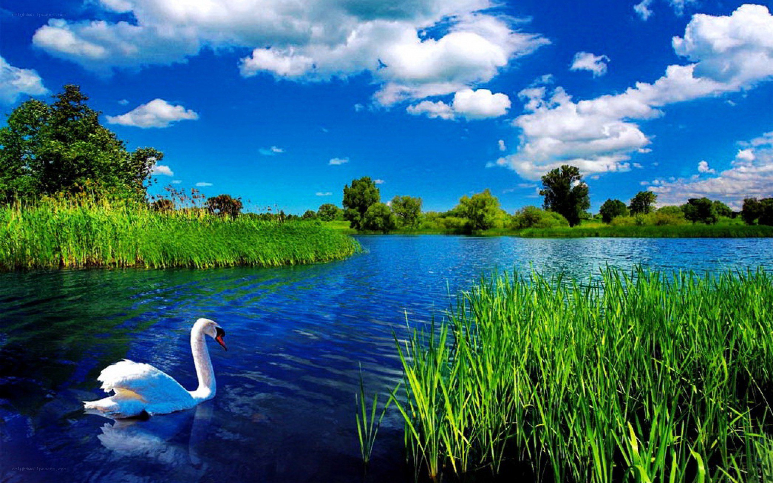 Swan on a lake