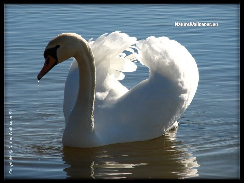 Swan on a lake