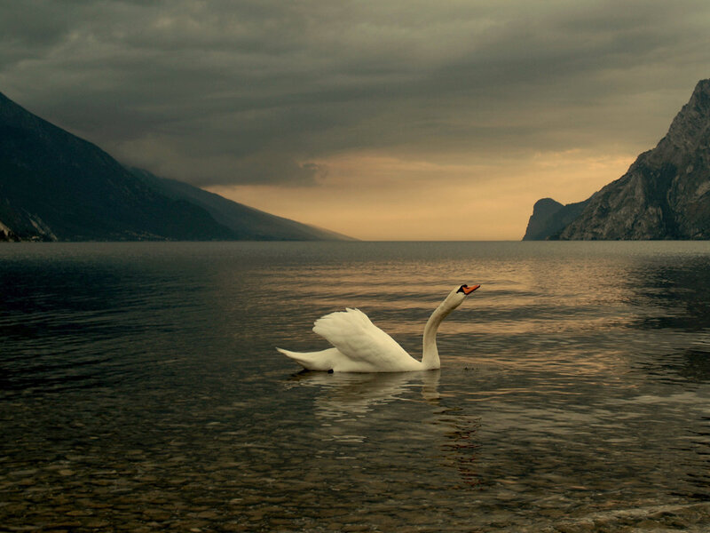 Swan on a lake at dusk