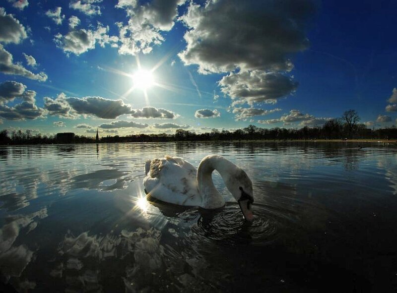 Swan on a lake at sunset