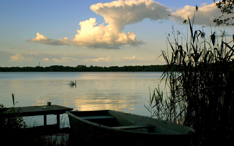 Swan on a lake at sunset