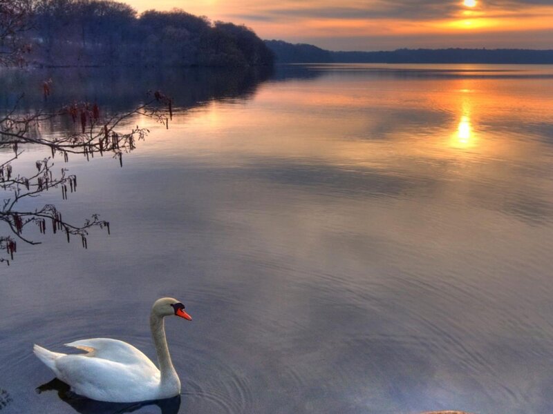 Swan on a lake at sunset