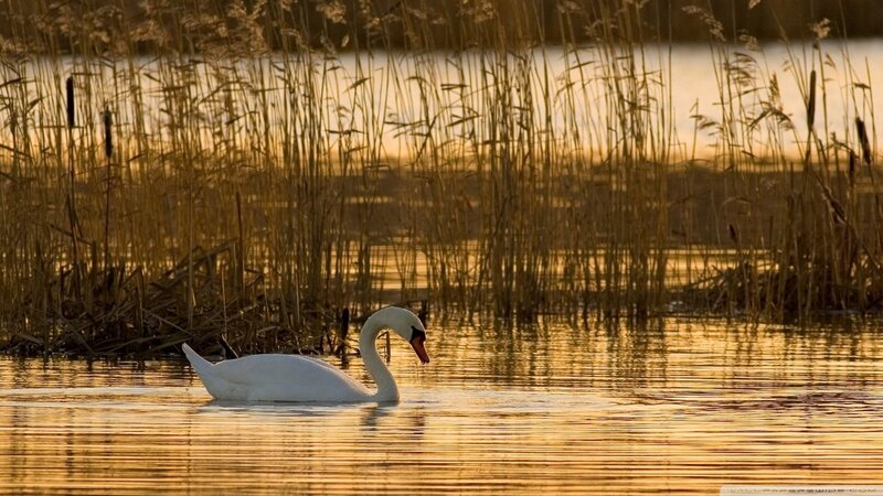 Swan on a lake at sunset
