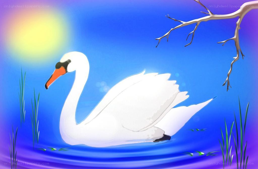 Swan on a lake at sunset