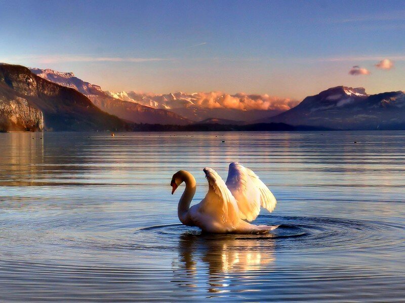 Swan on a lake at sunset