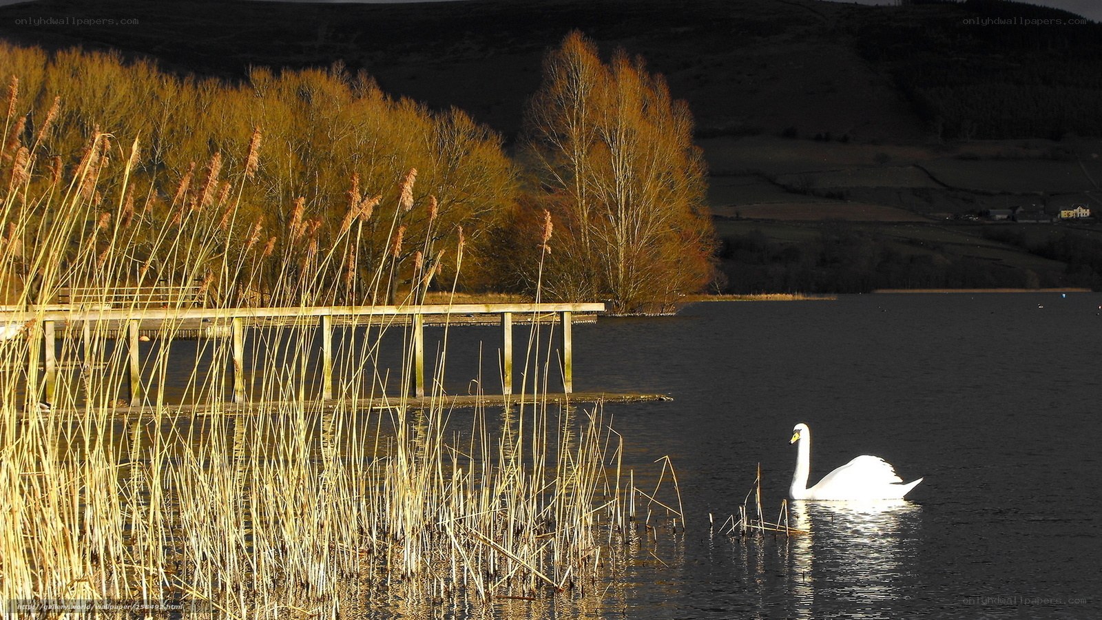 Swan on a lake at sunset