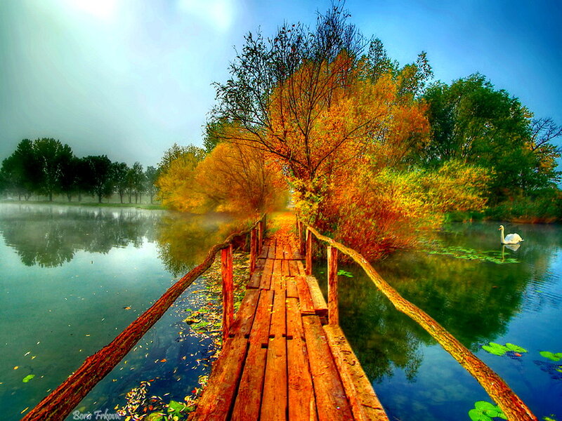 Swan on a Lake — Blue, Serene