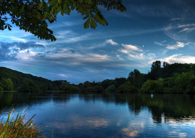 Swan on a Lake — Blue
