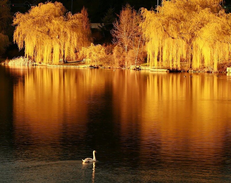 Swan on a Lake — Gold