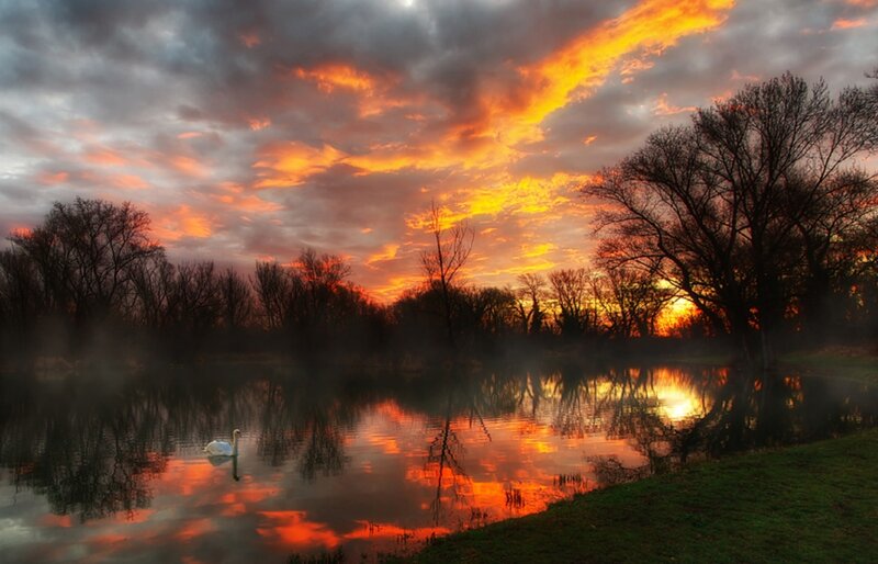 Swan on a Lake — Orange