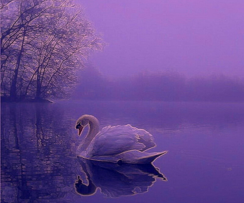 Swan on a Lake — Purple