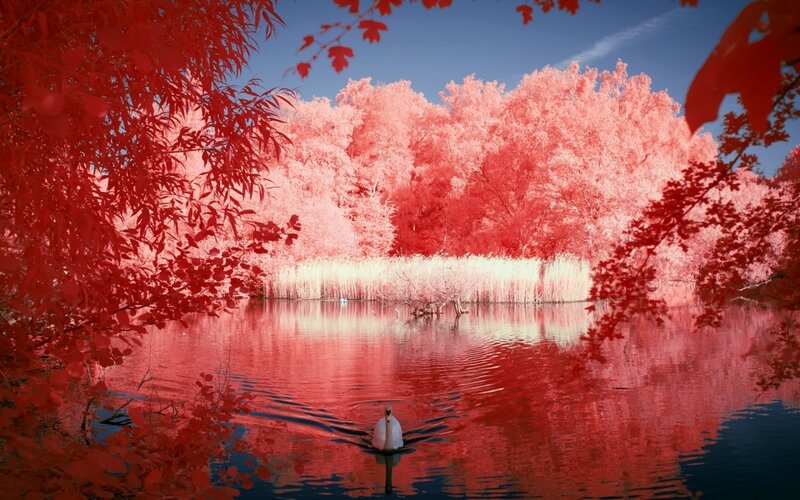 Swan on a Lake — Red, Serene