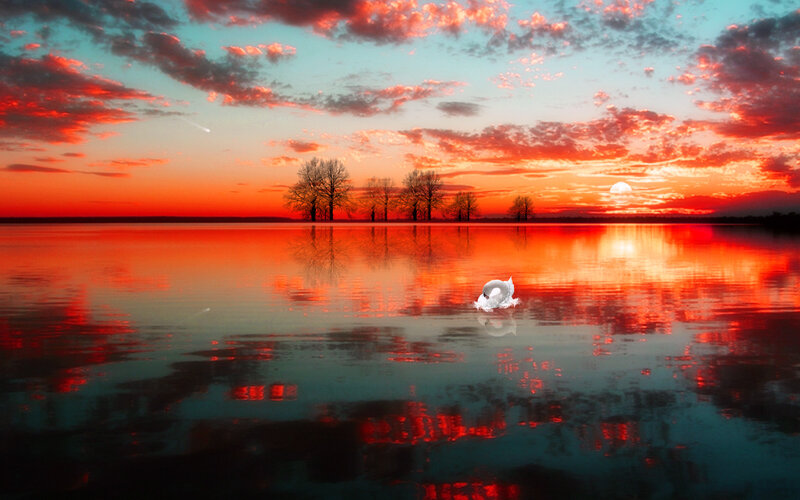 Swan on a Lake — Red