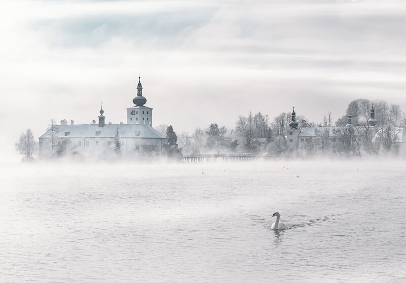 Swan on a Lake — White
