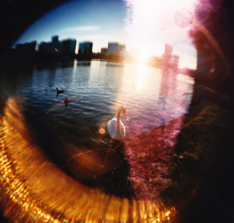 Swan on a lake with city view