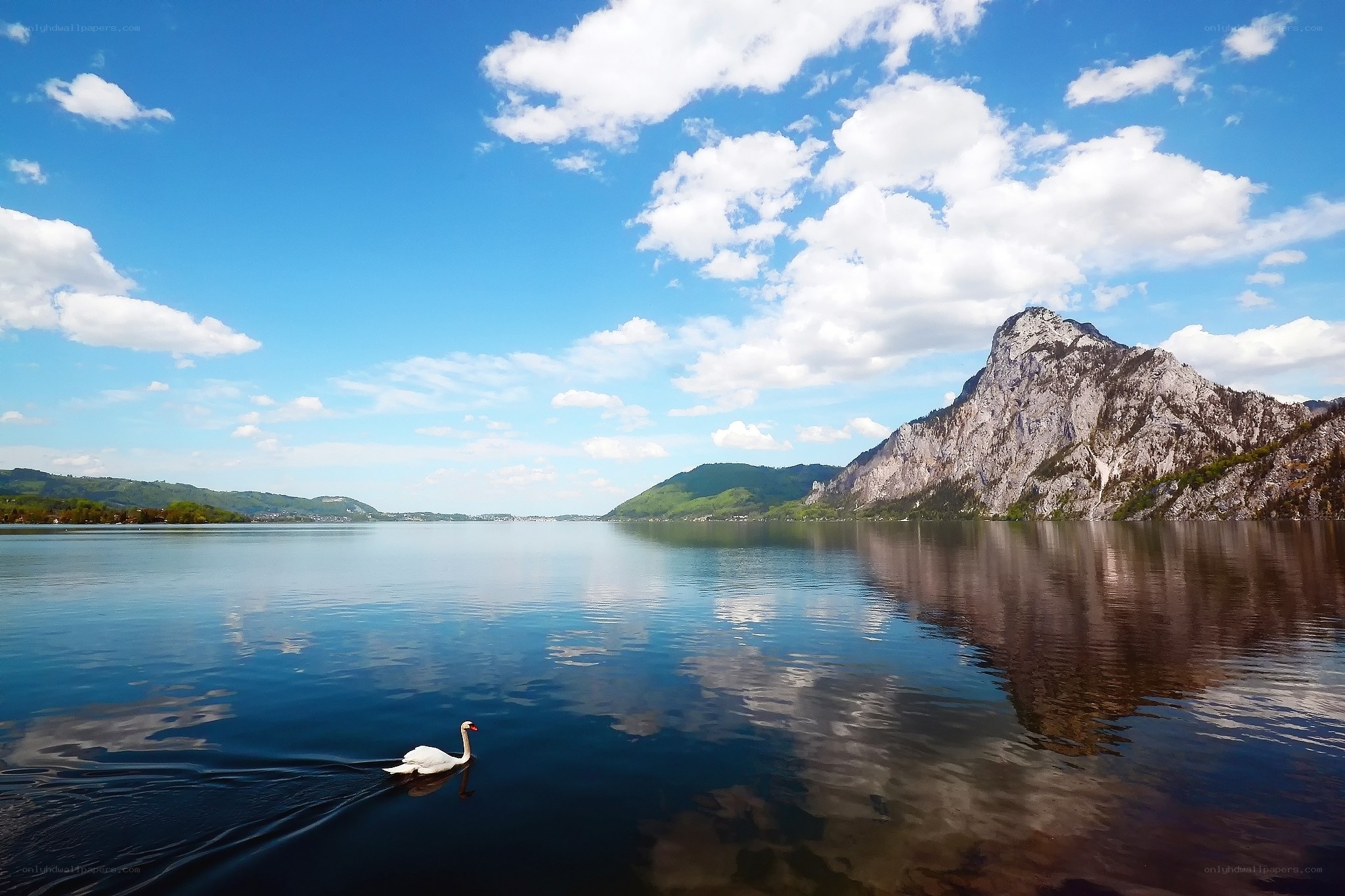 Swan on a lake with mountains