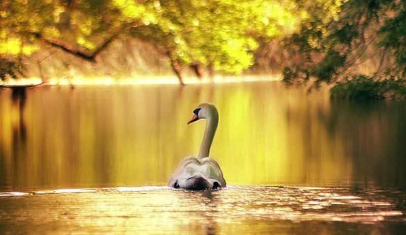 Swan on a Lake — Yellow, Serene, Sunset