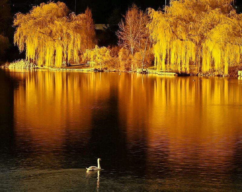 Swan on a Lake — Yellow, Serene