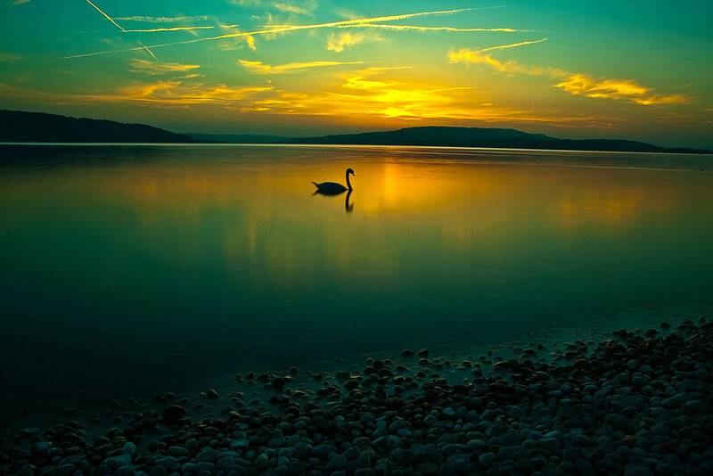 Swan on a Lake — Yellow