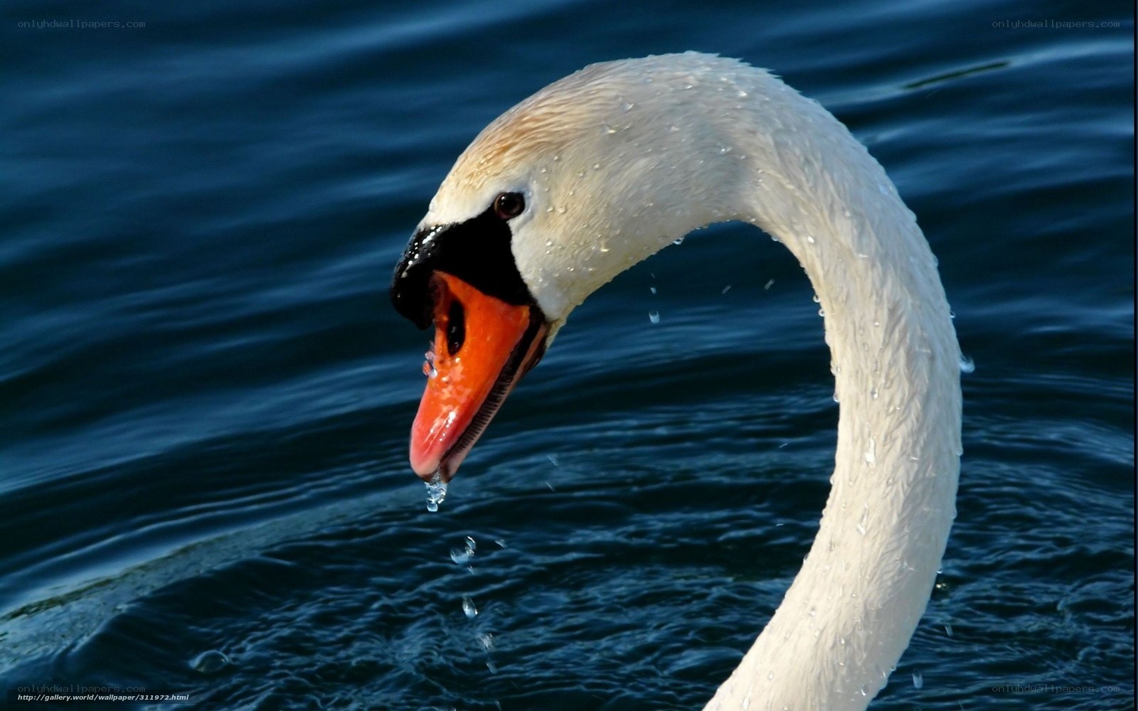 swan on a lake