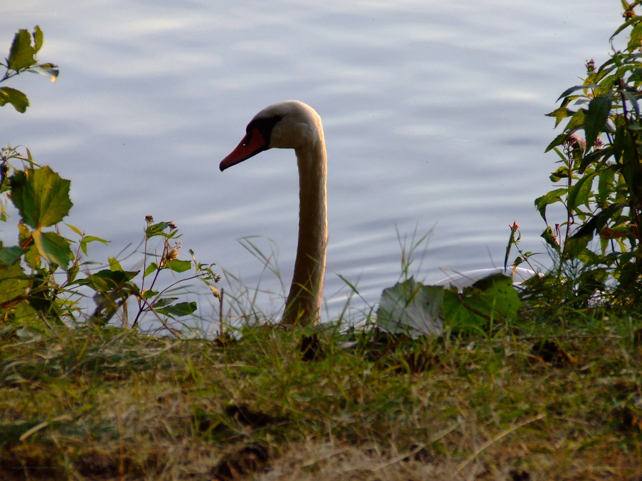 Swan on a lakeshore