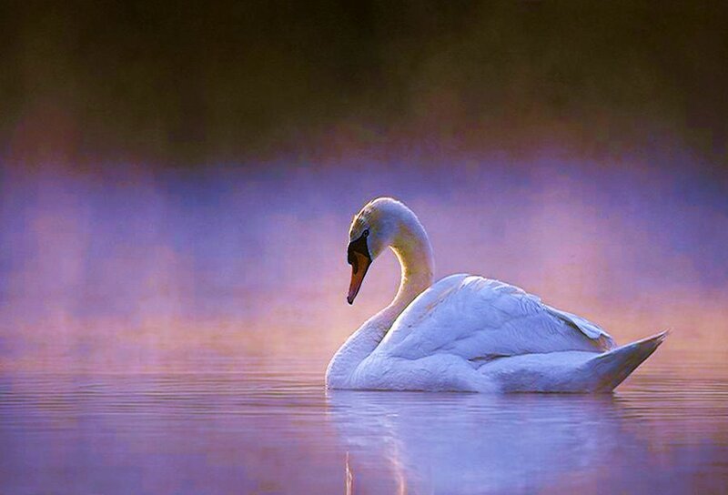 Swan on a misty lake