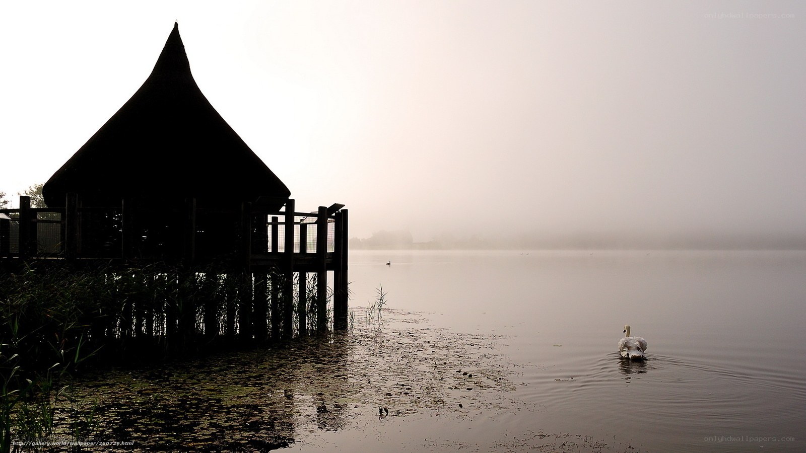 Swan on a misty lake