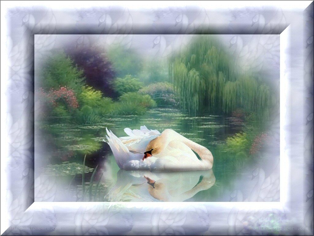 Swan on a misty pond
