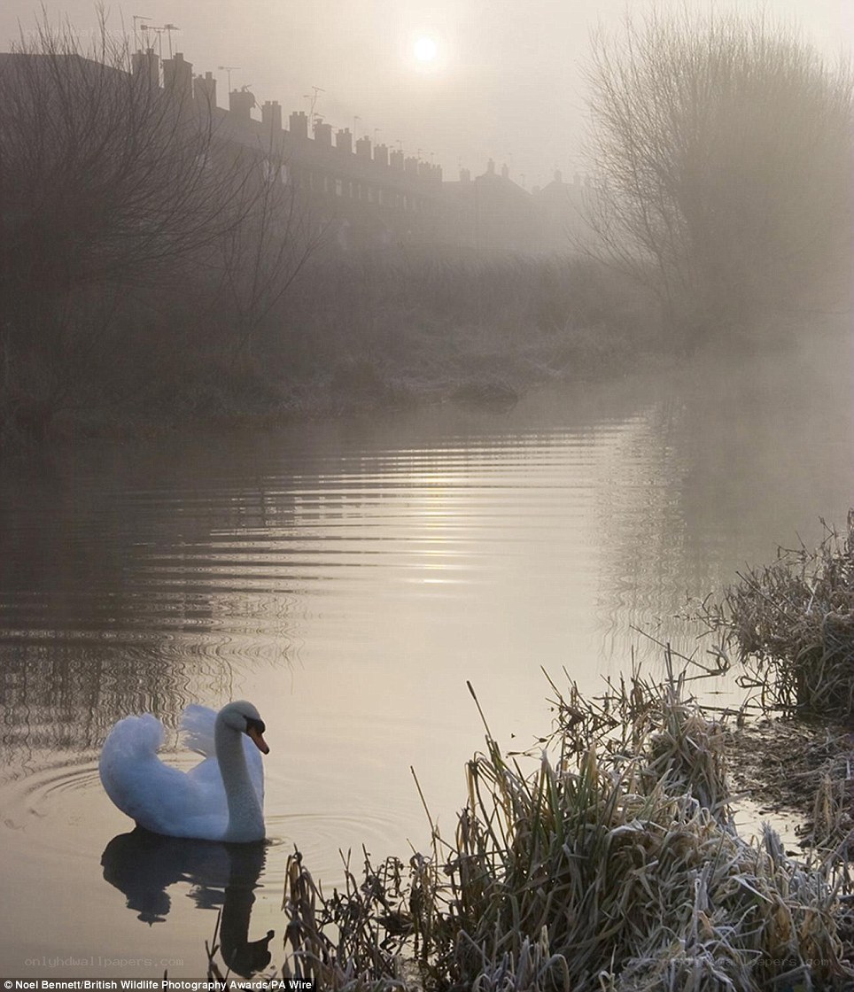 Swan on a misty river