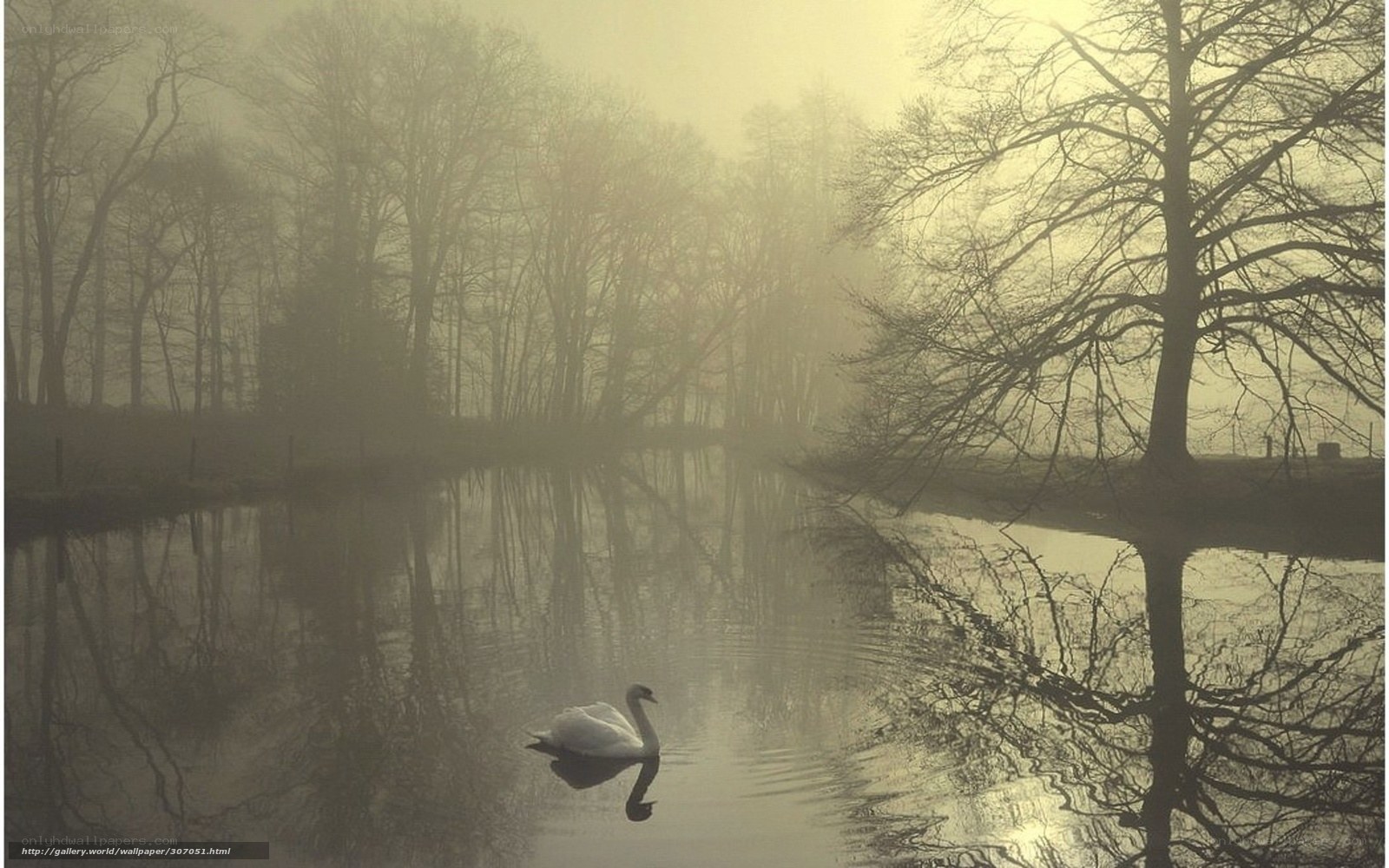 Swan on a misty river