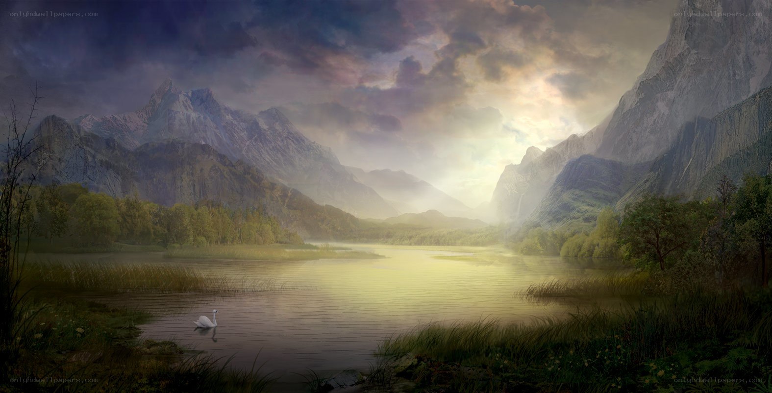 Swan on a mountain lake