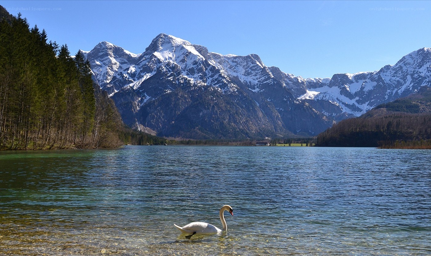 Swan on a mountain lake