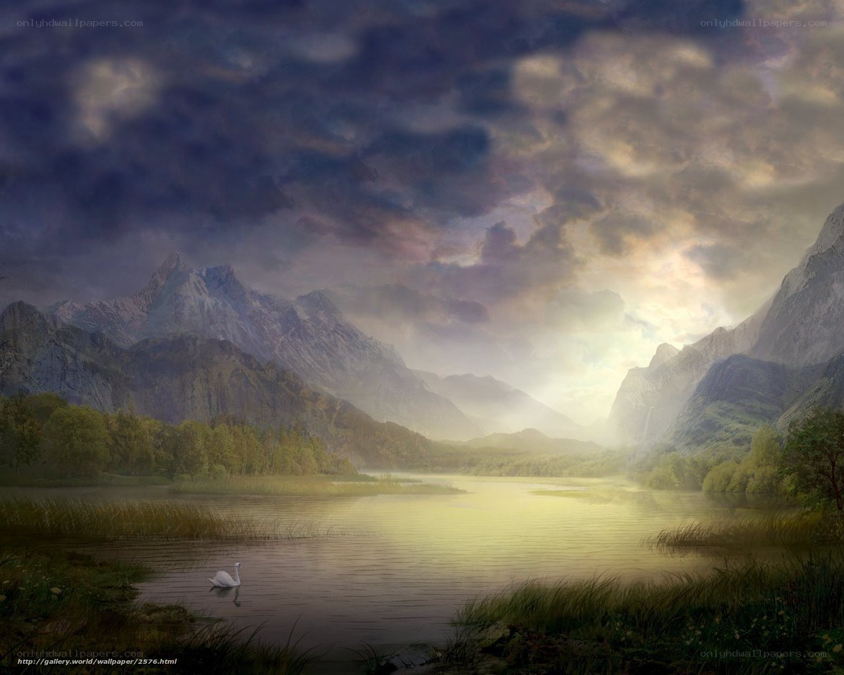 Swan on a mountain lake