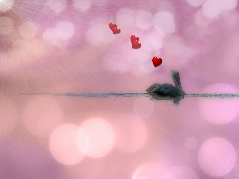 Swan on a pink lake