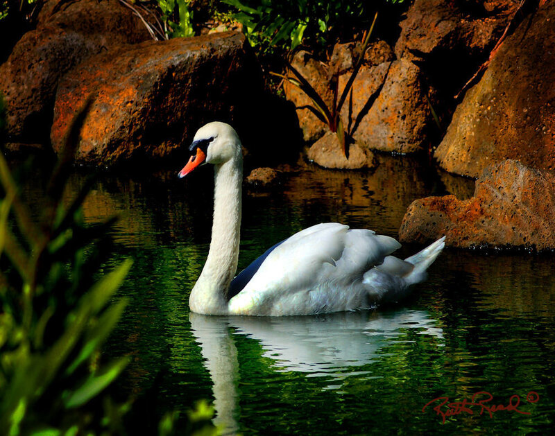 Swan on a pond
