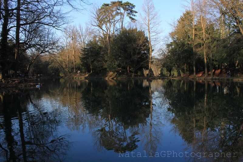 Swan on a Pond — Blue, Serene