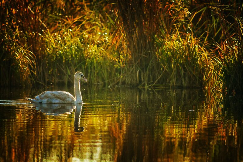 Swan on a Pond — Gold